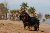 CAVALIER KING CHARLES 474